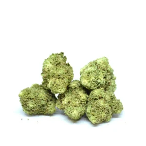 Northern Lights (Freeze Drying) [Indoor]